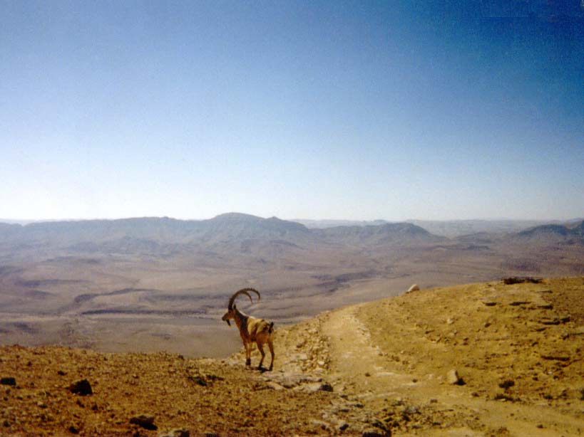 negev3.jpg