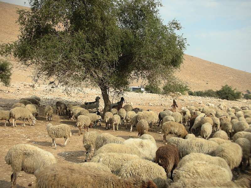 Shomron