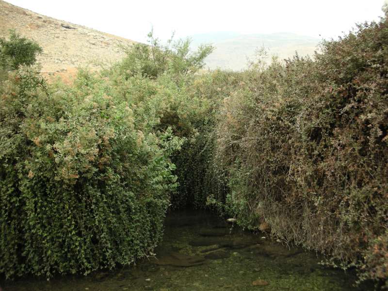 Shomron