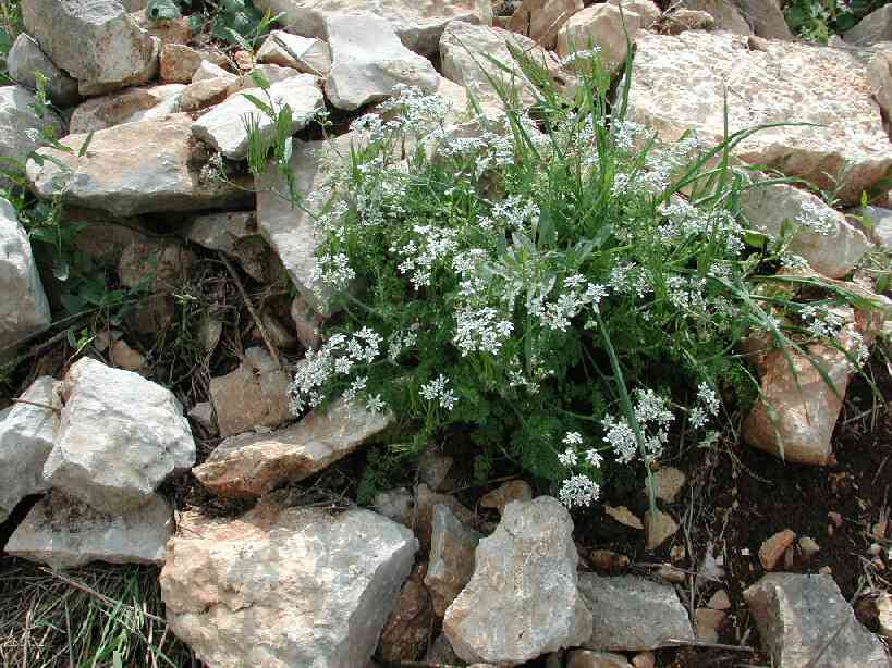 flowers700.jpg