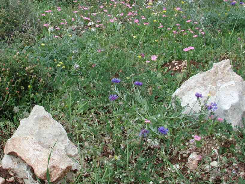 flowers709.jpg