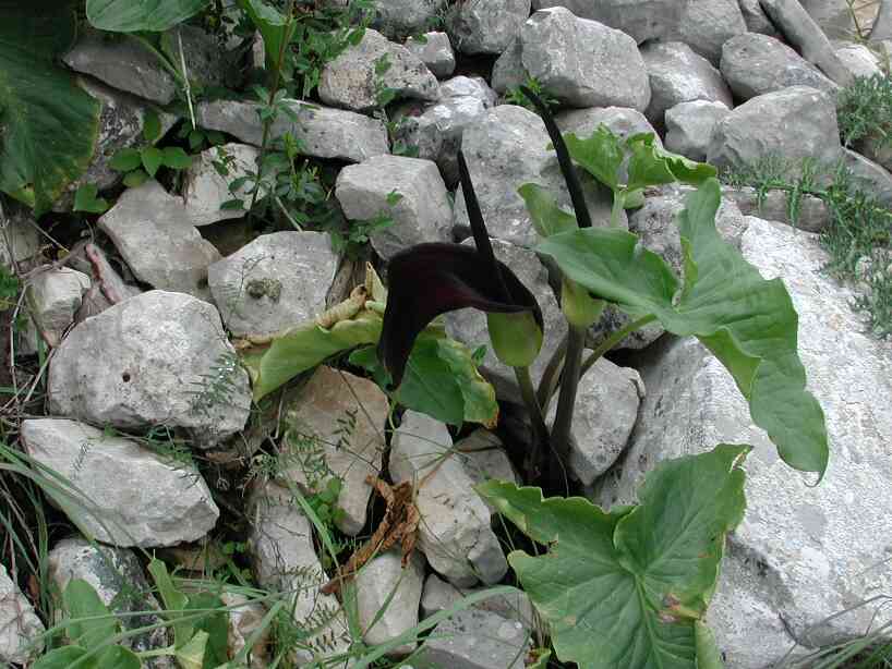 flowers713.jpg