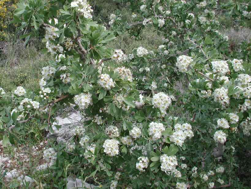 flowers720.jpg