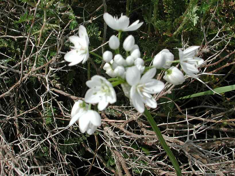 flowers722.jpg
