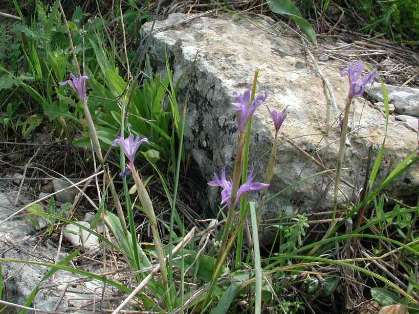 flowers723.jpg