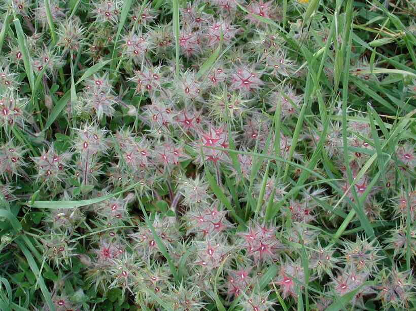 flowers727.jpg