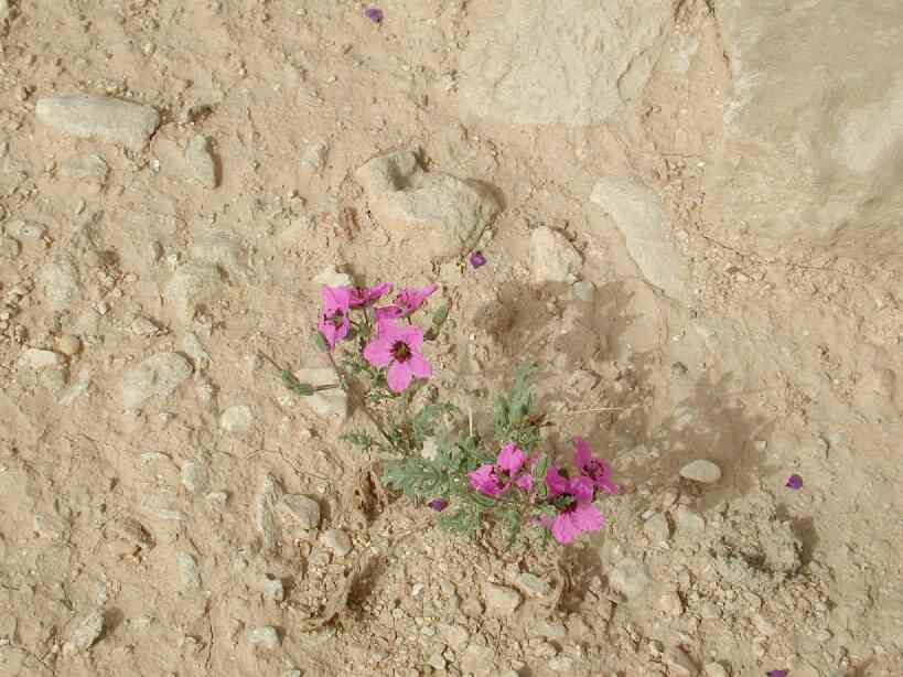 negev81.jpg