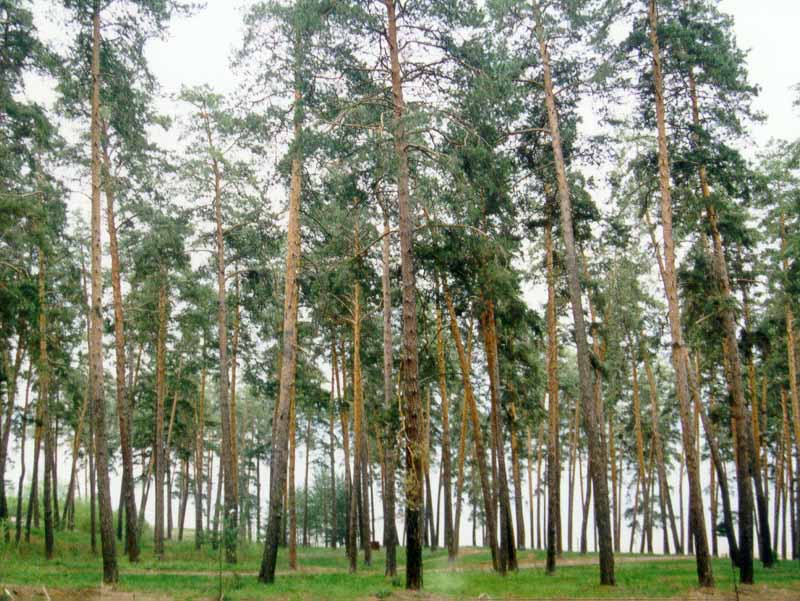 Samara