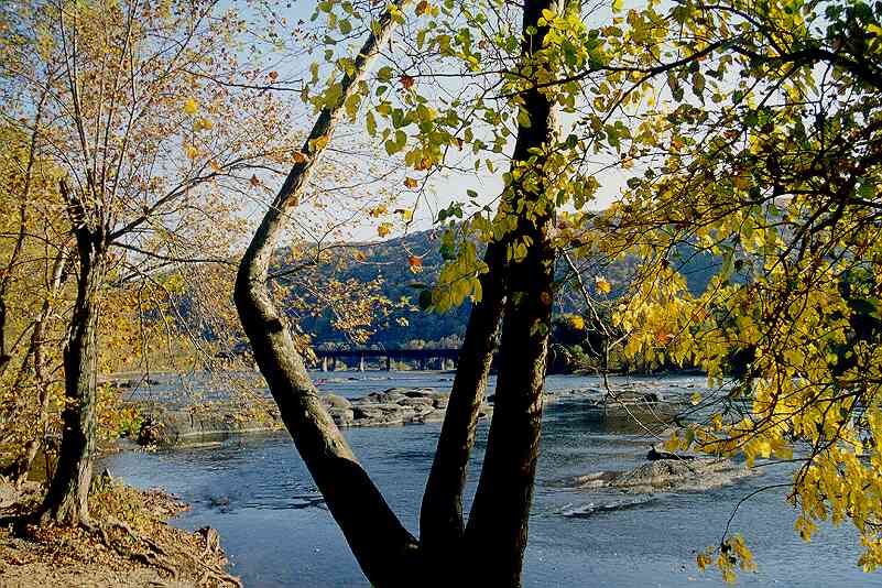 Potomak