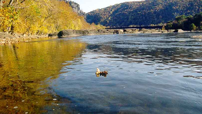 Potomak
