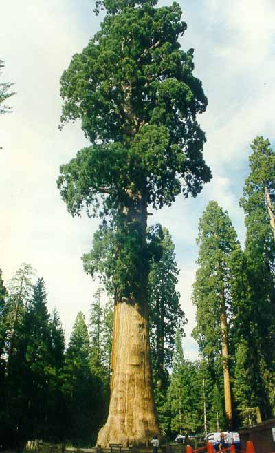 Sekvoy
